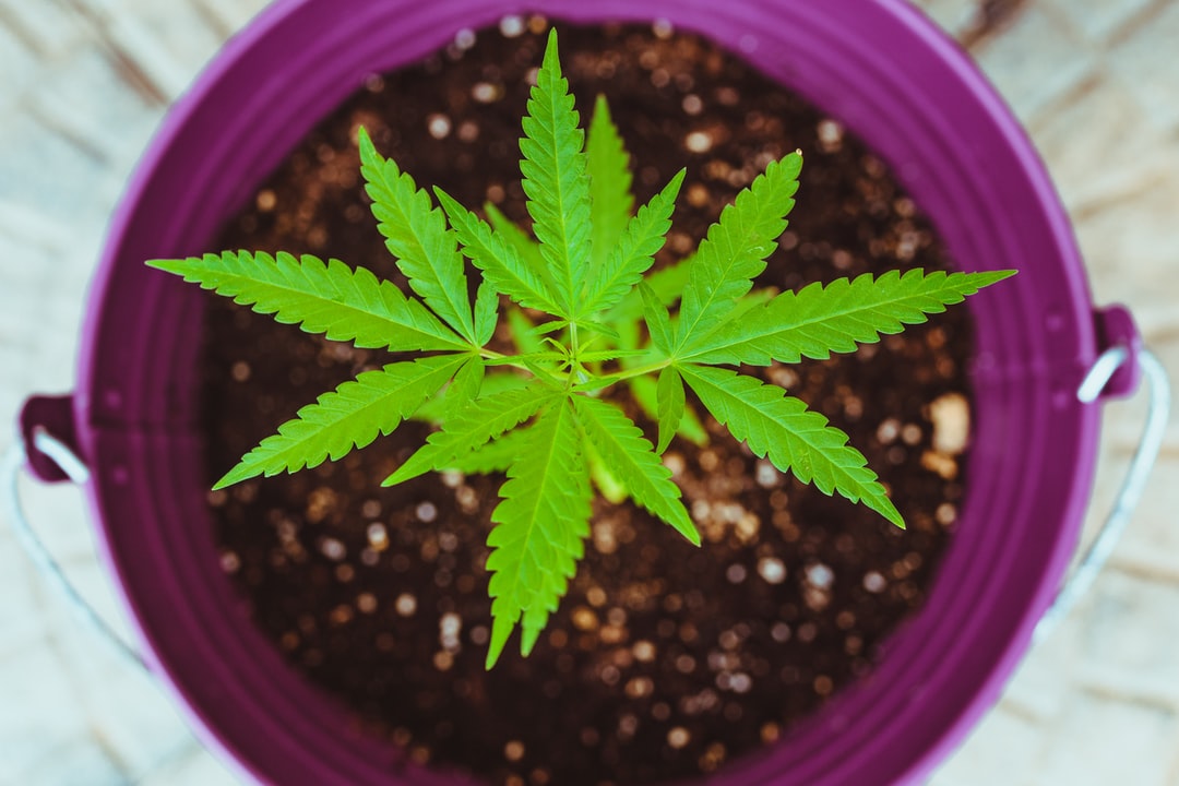 成姓的女孩如何起名
