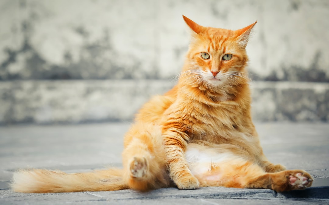 宠物猫取名大全可爱