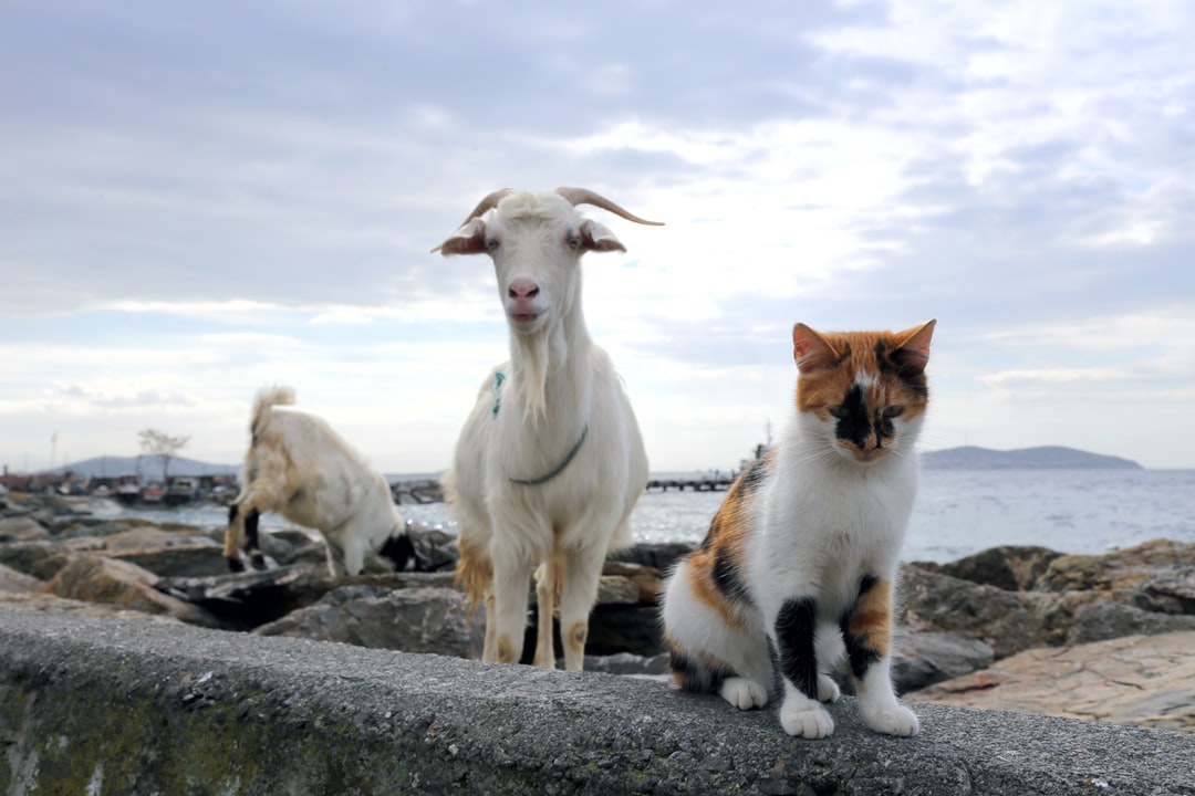 英短蓝猫名字大全