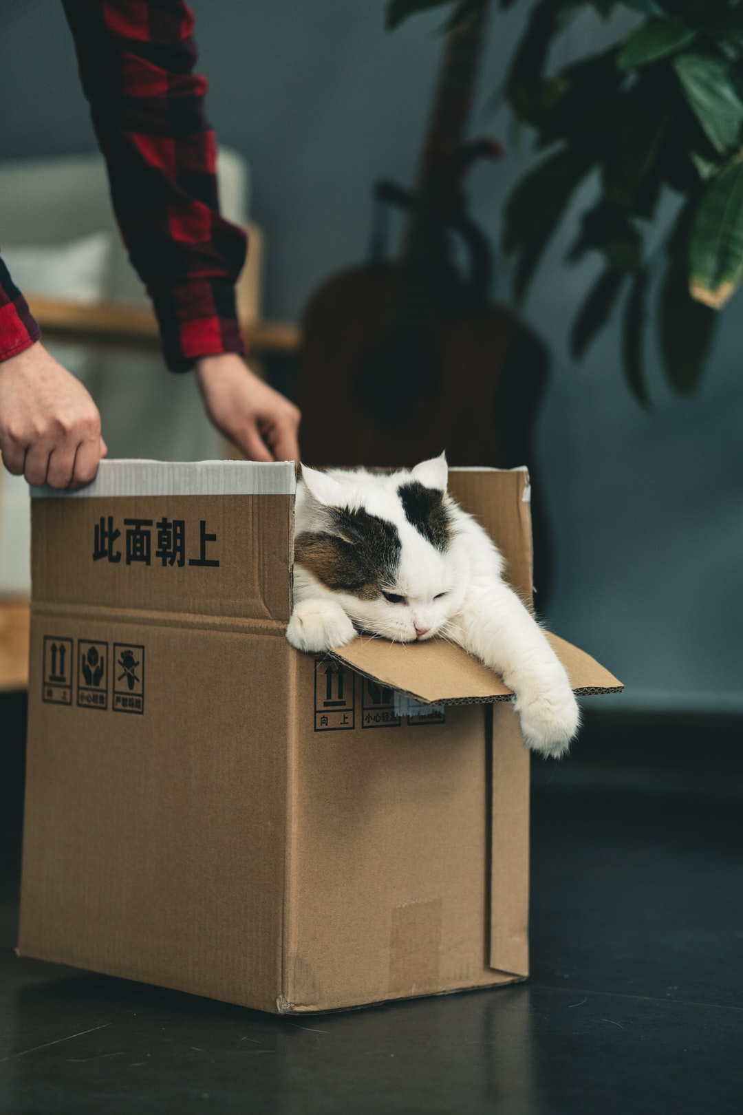 猫猫的好听的名字