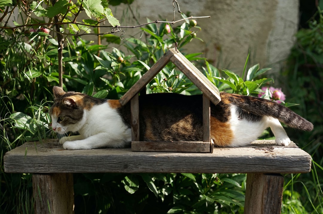 最拉风的猫名字，你知道吗？