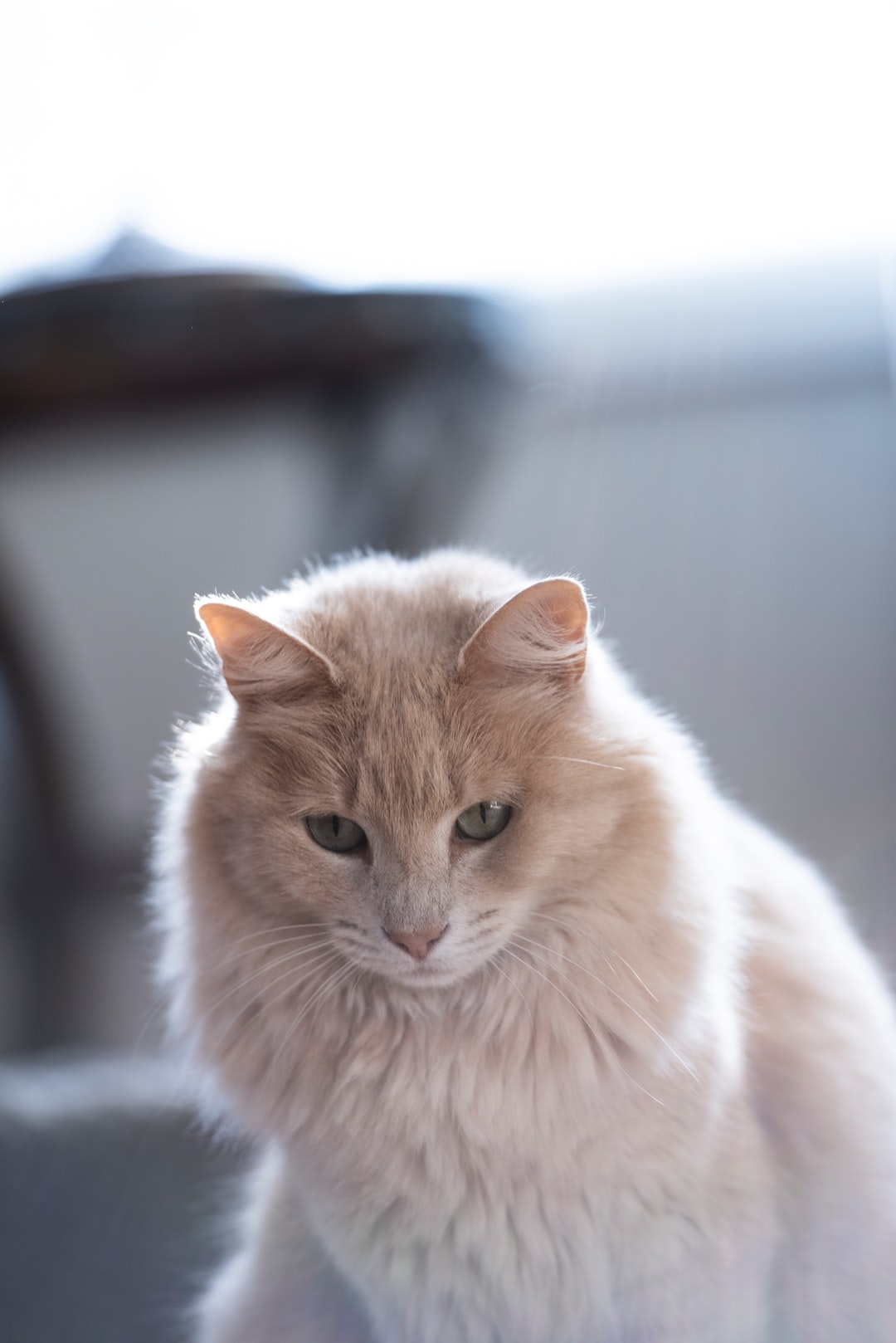 有创意的公猫咪名字大全有创意的猫咪名字大全