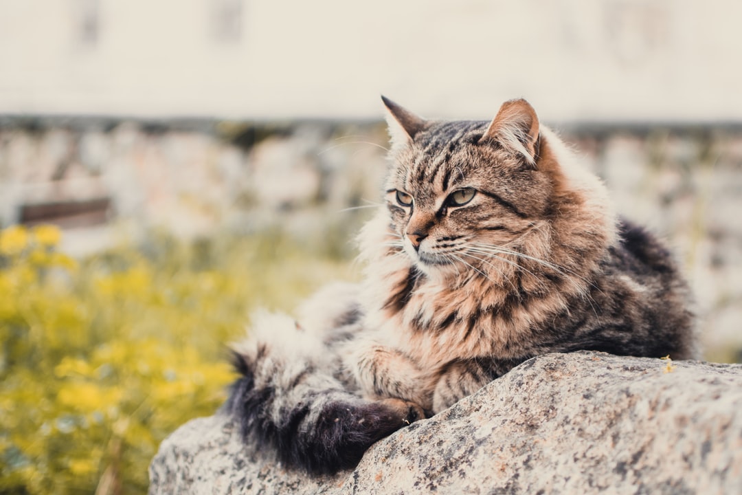 猫叫什么名字最招财？猫主人们可以借鉴此方法起名！