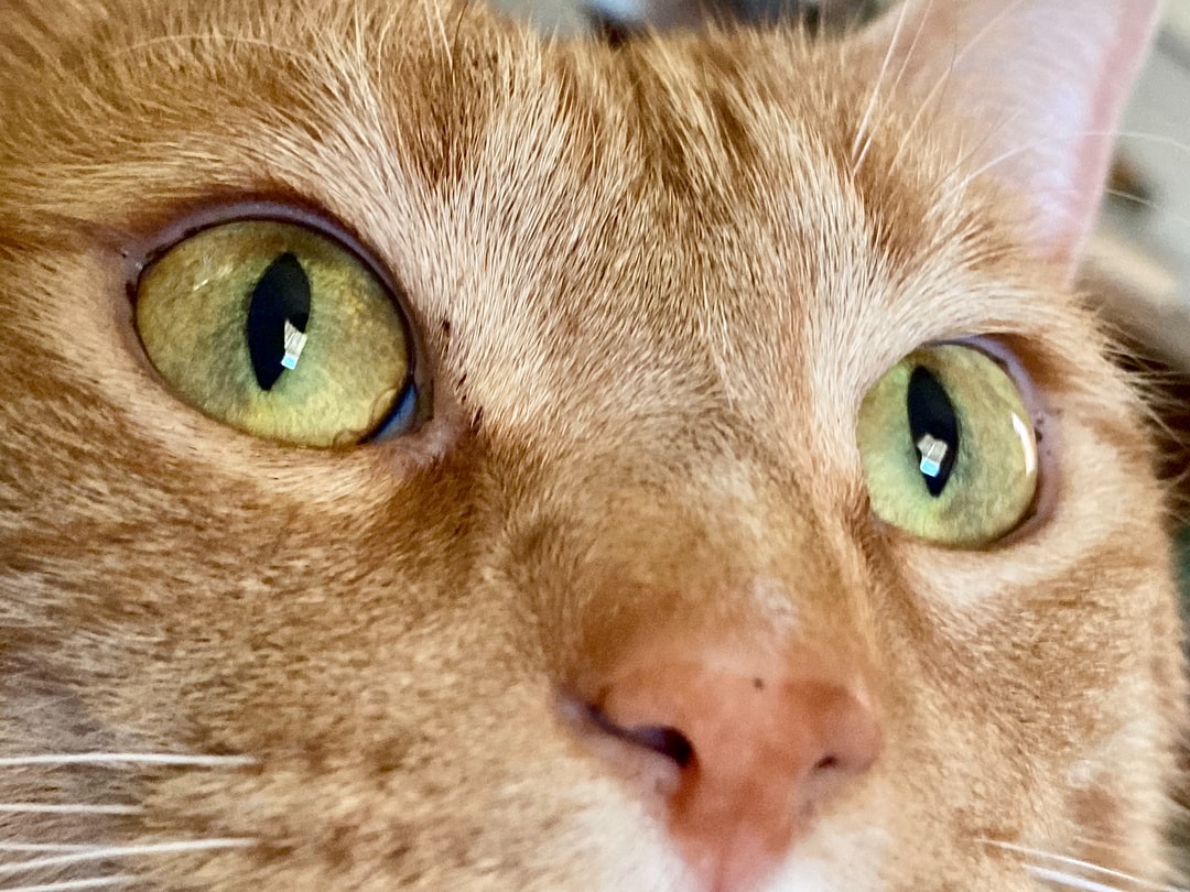 宠物猫咪名字大全
