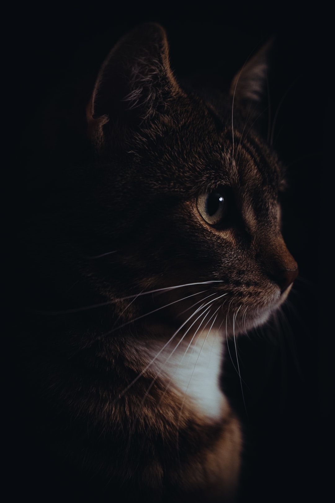 黄白色猫咪名字创意