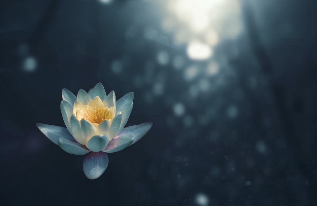 狗年出生的宝宝取名