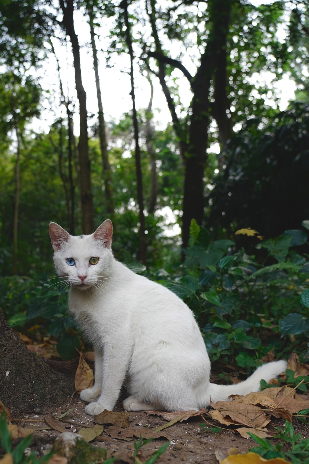 带来好运的女猫咪名字
