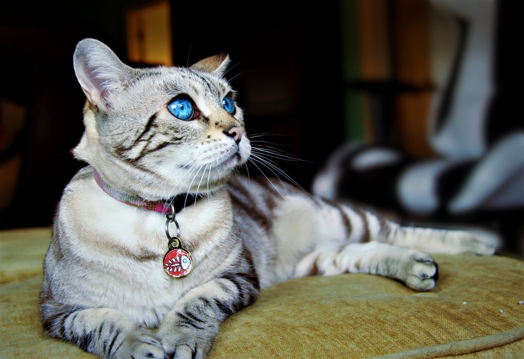 宠物猫文艺名字推荐