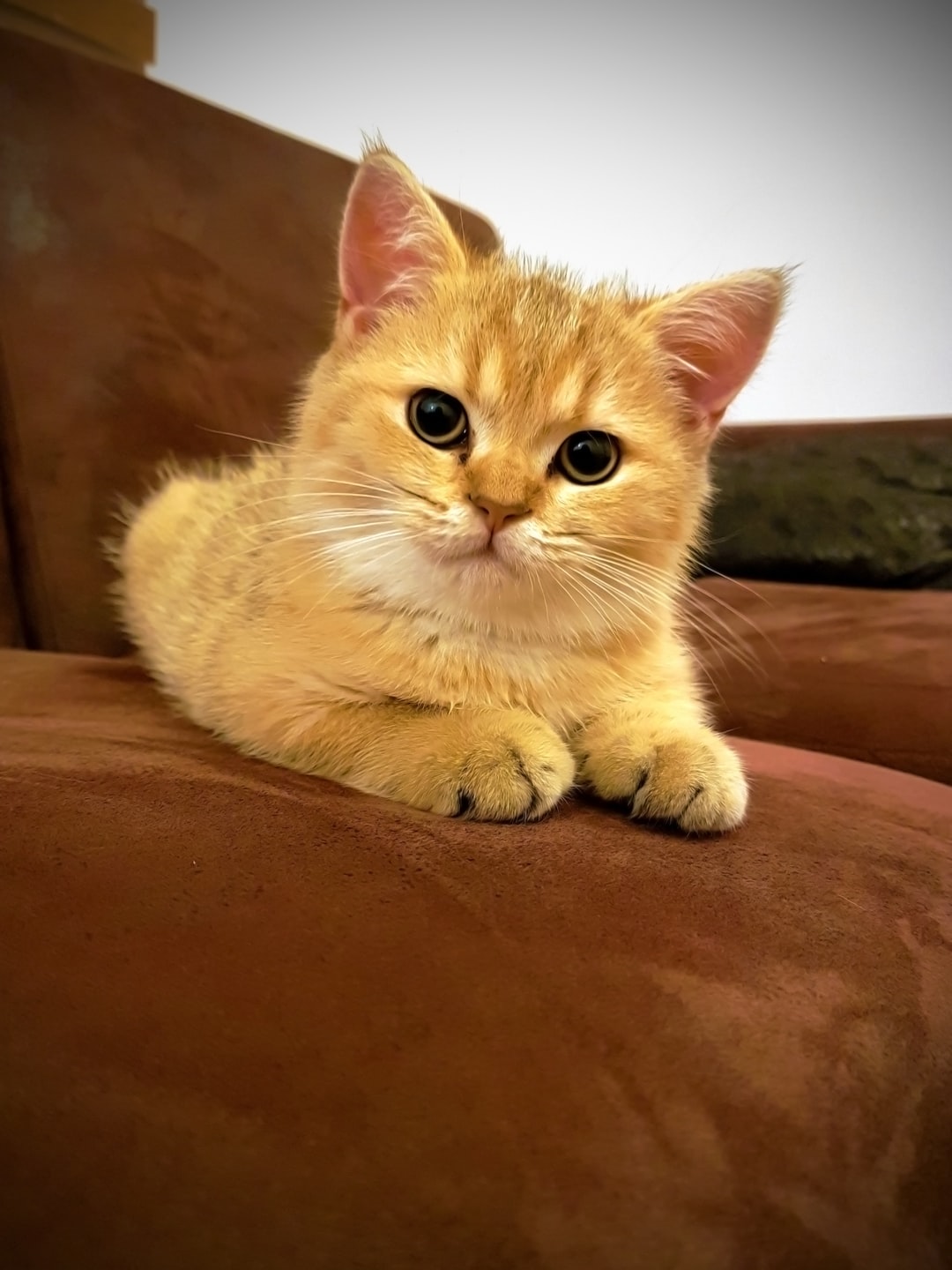 猫咪名字创意奇葩