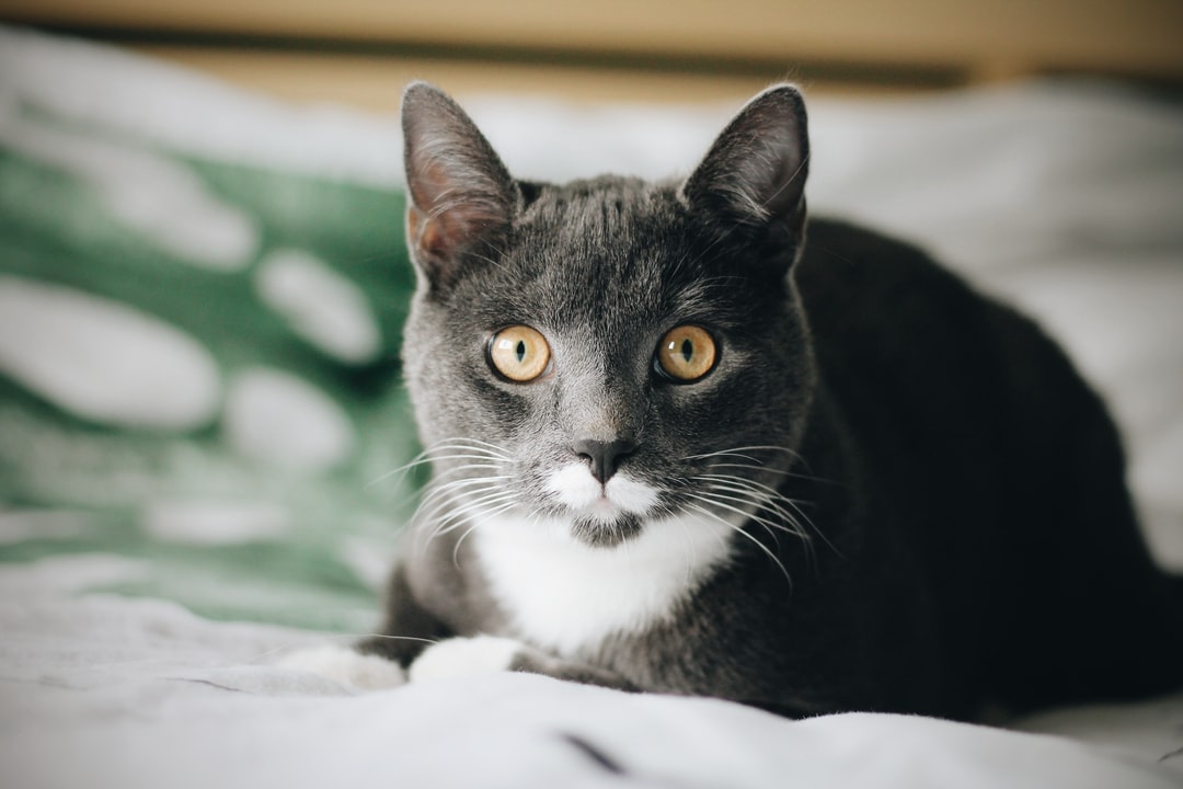 给猫取名字呆萌些的