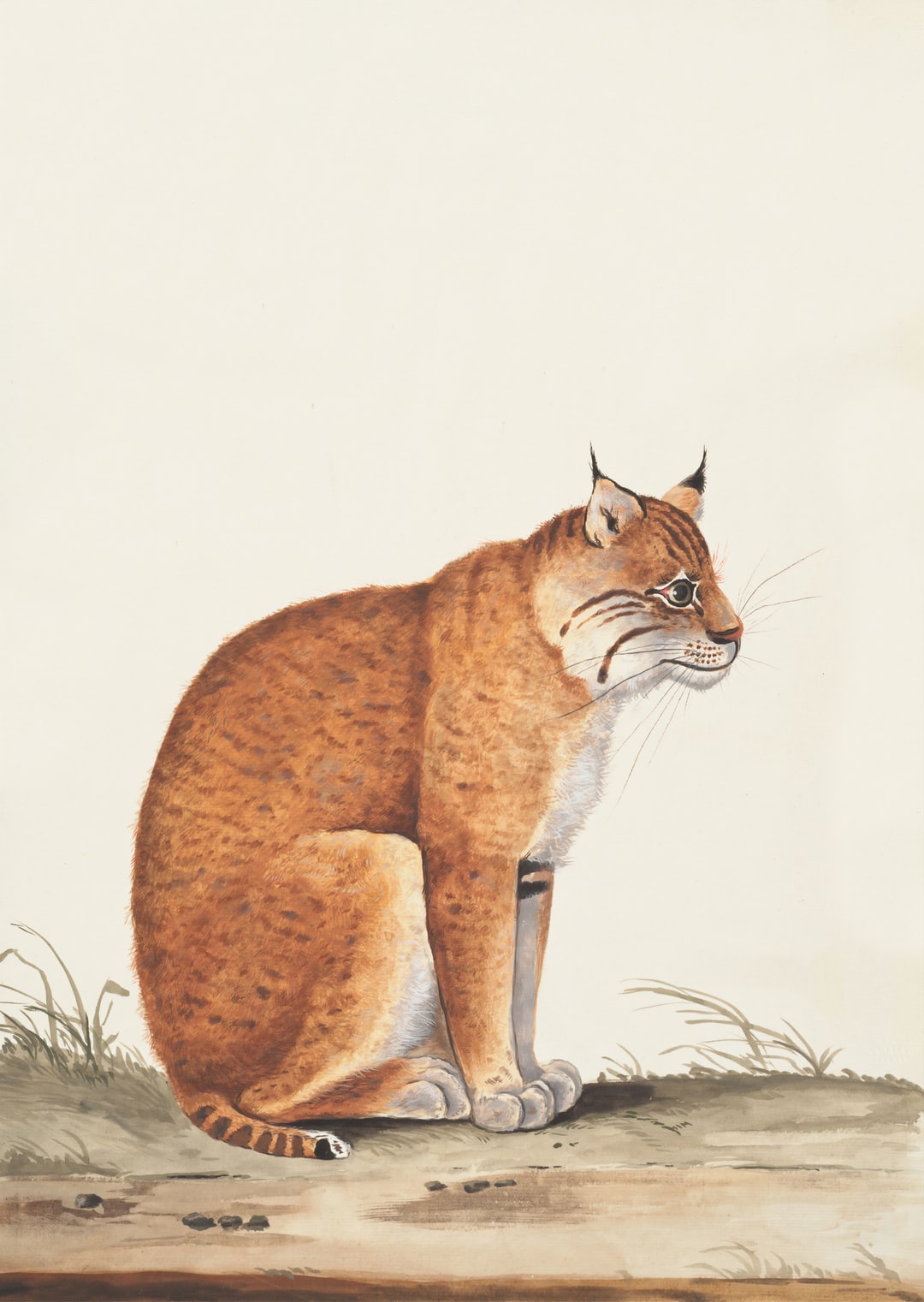 宠物猫名字大全高贵，