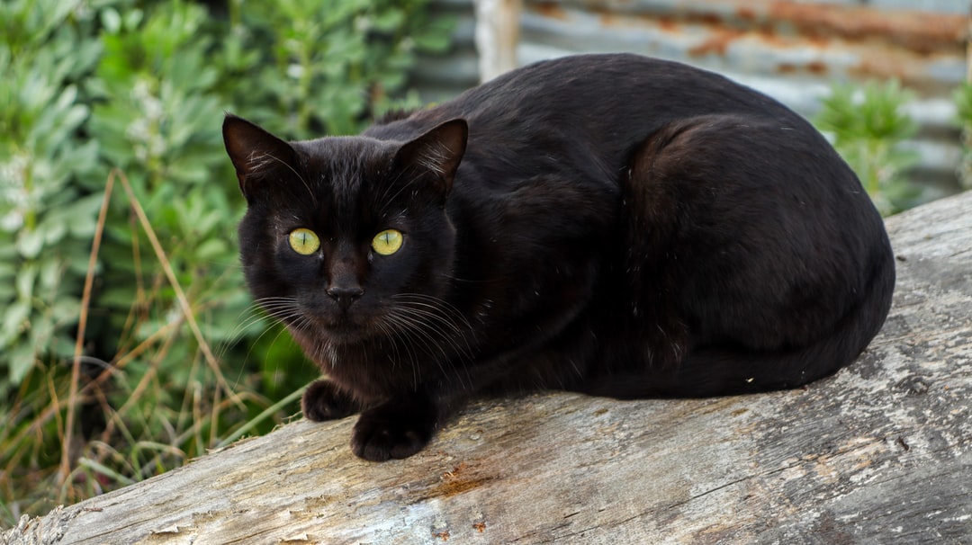 猫咪创意名字起名方法