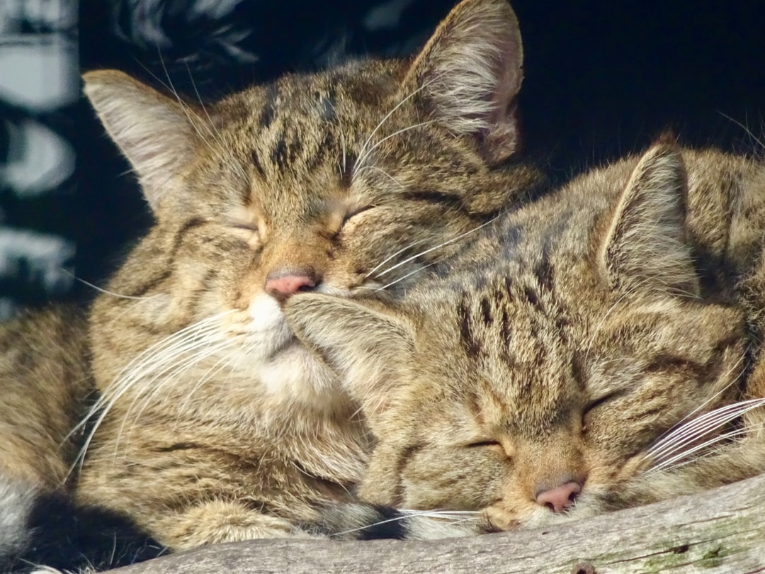 英短蓝猫名字大全