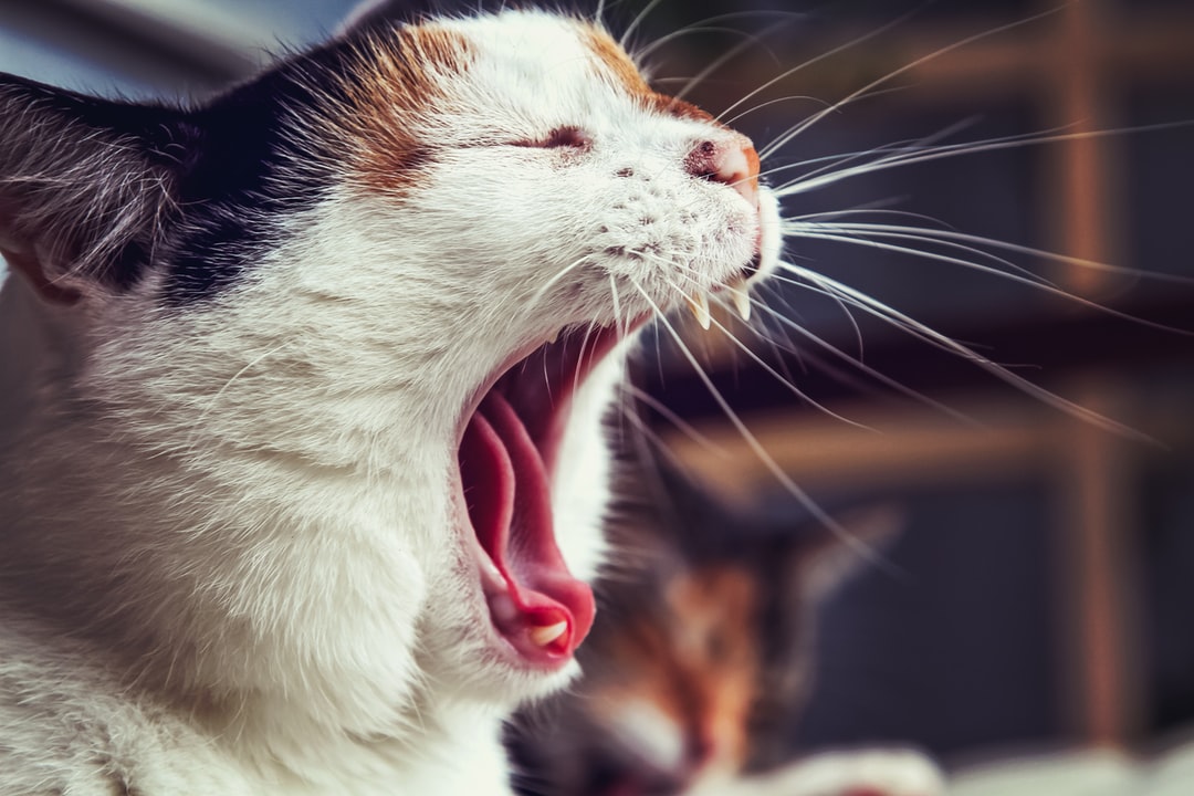 猫咪起个搞笑的名字大全