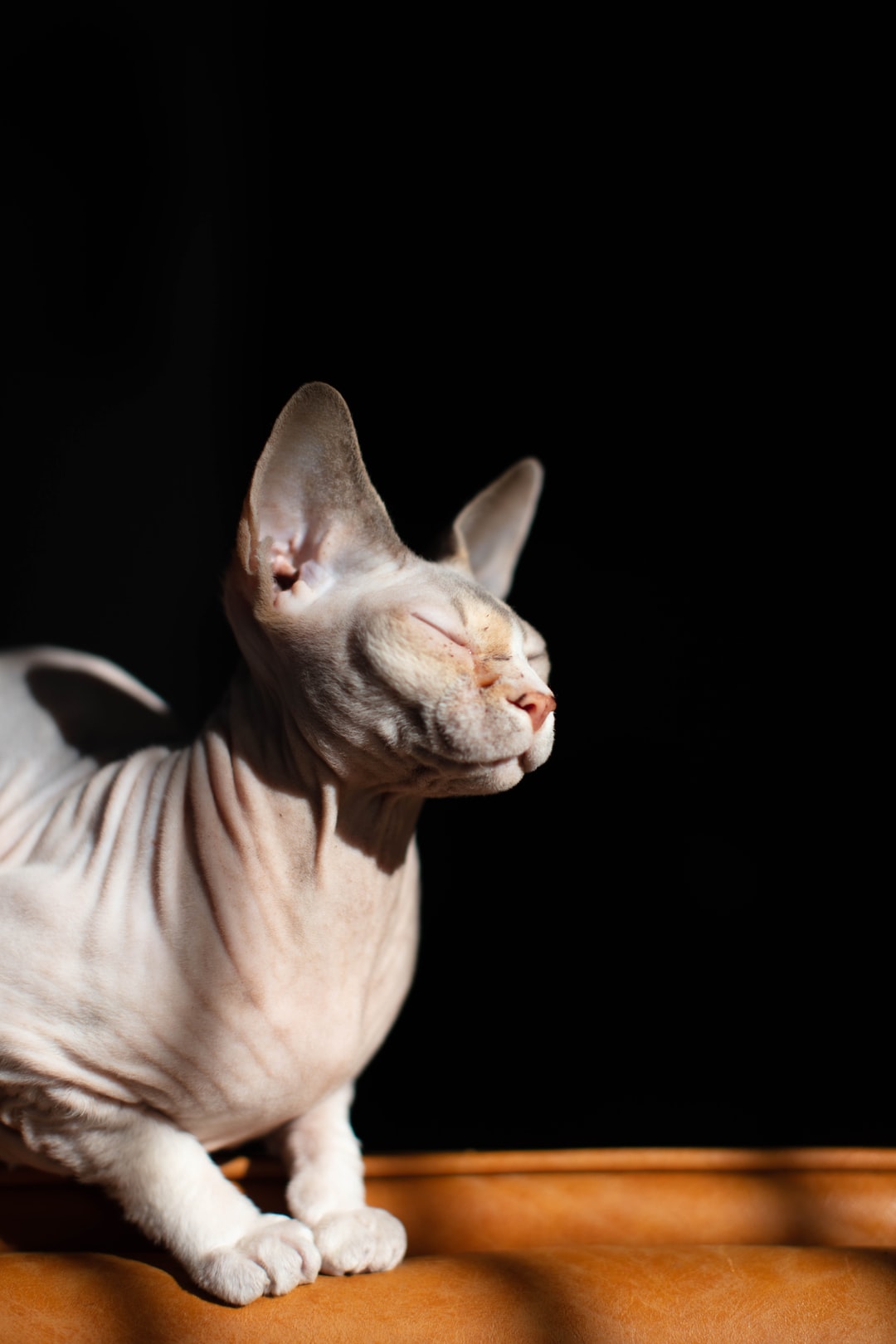 女猫咪名字大全可爱可爱的女猫咪名字