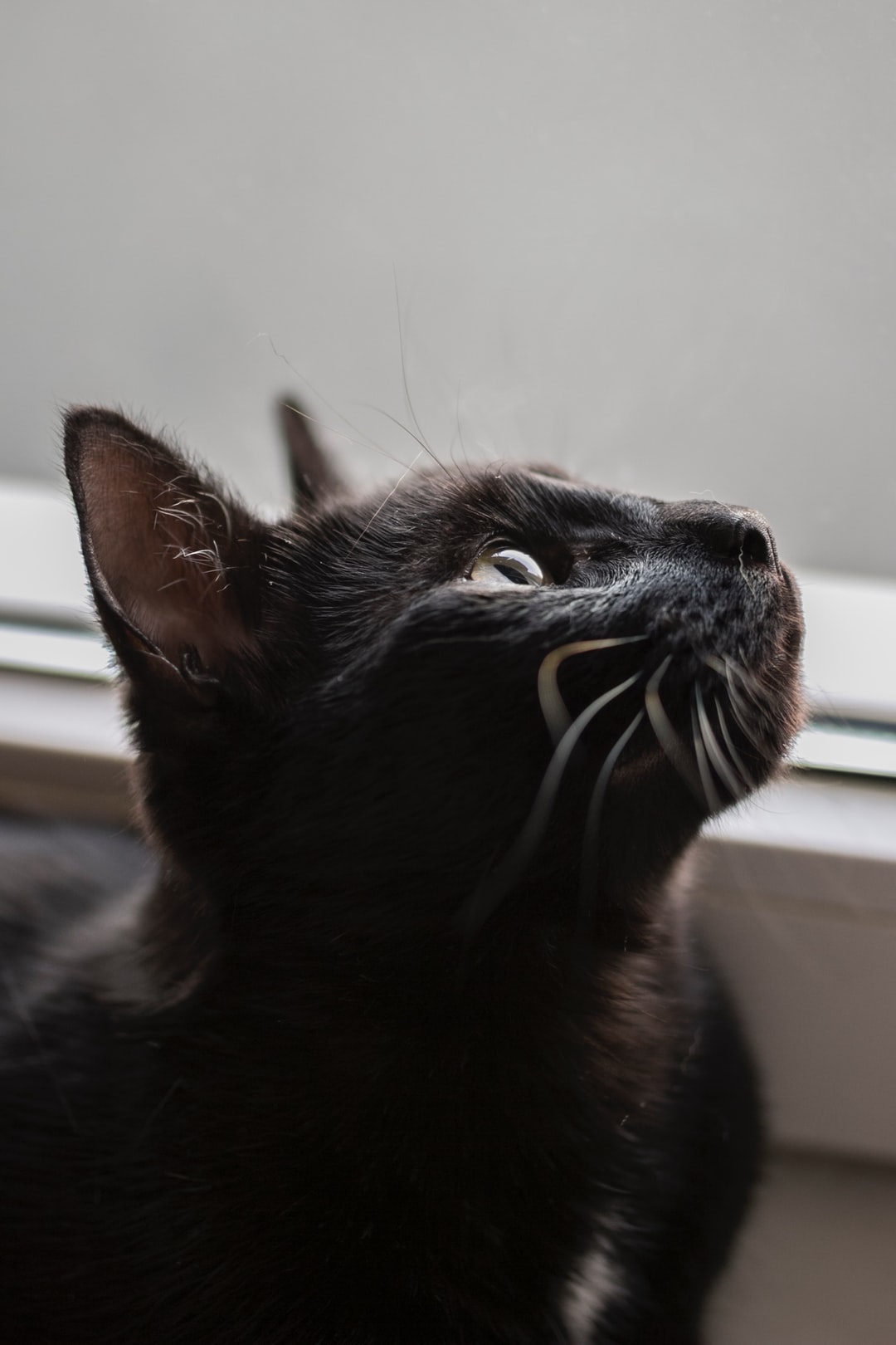 关于食物的猫咪名字大全