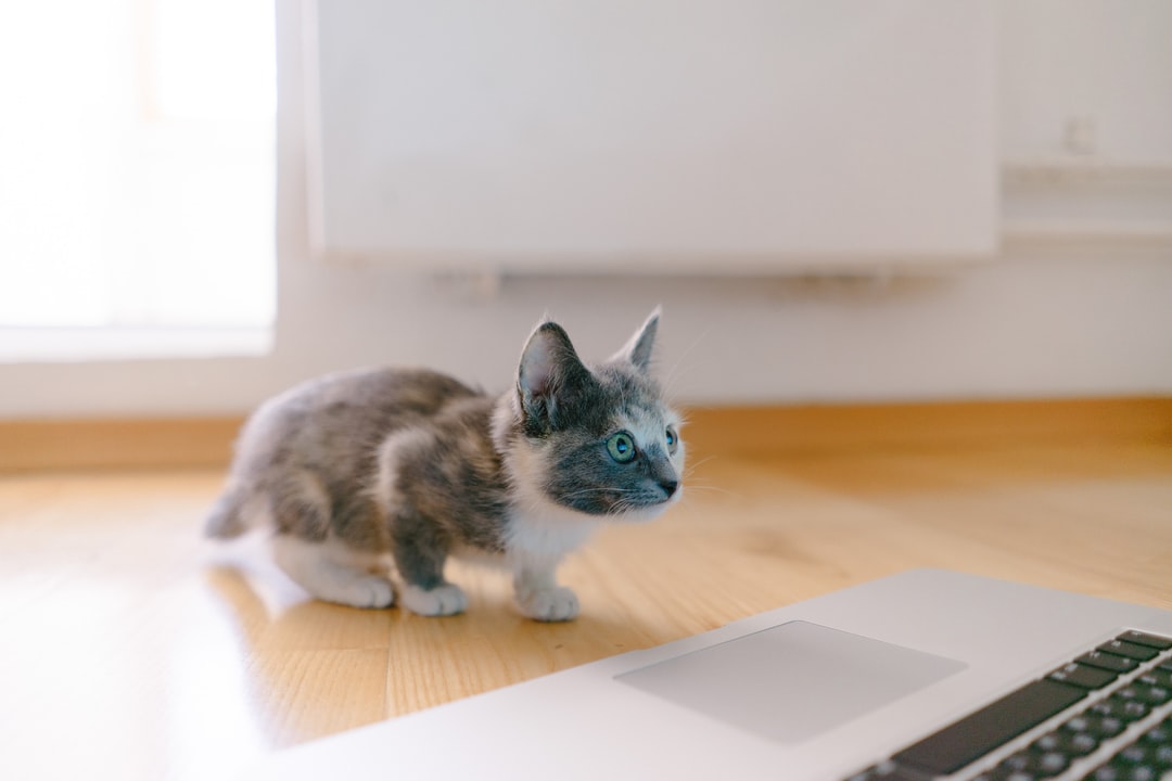 招财不俗气的猫咪名字