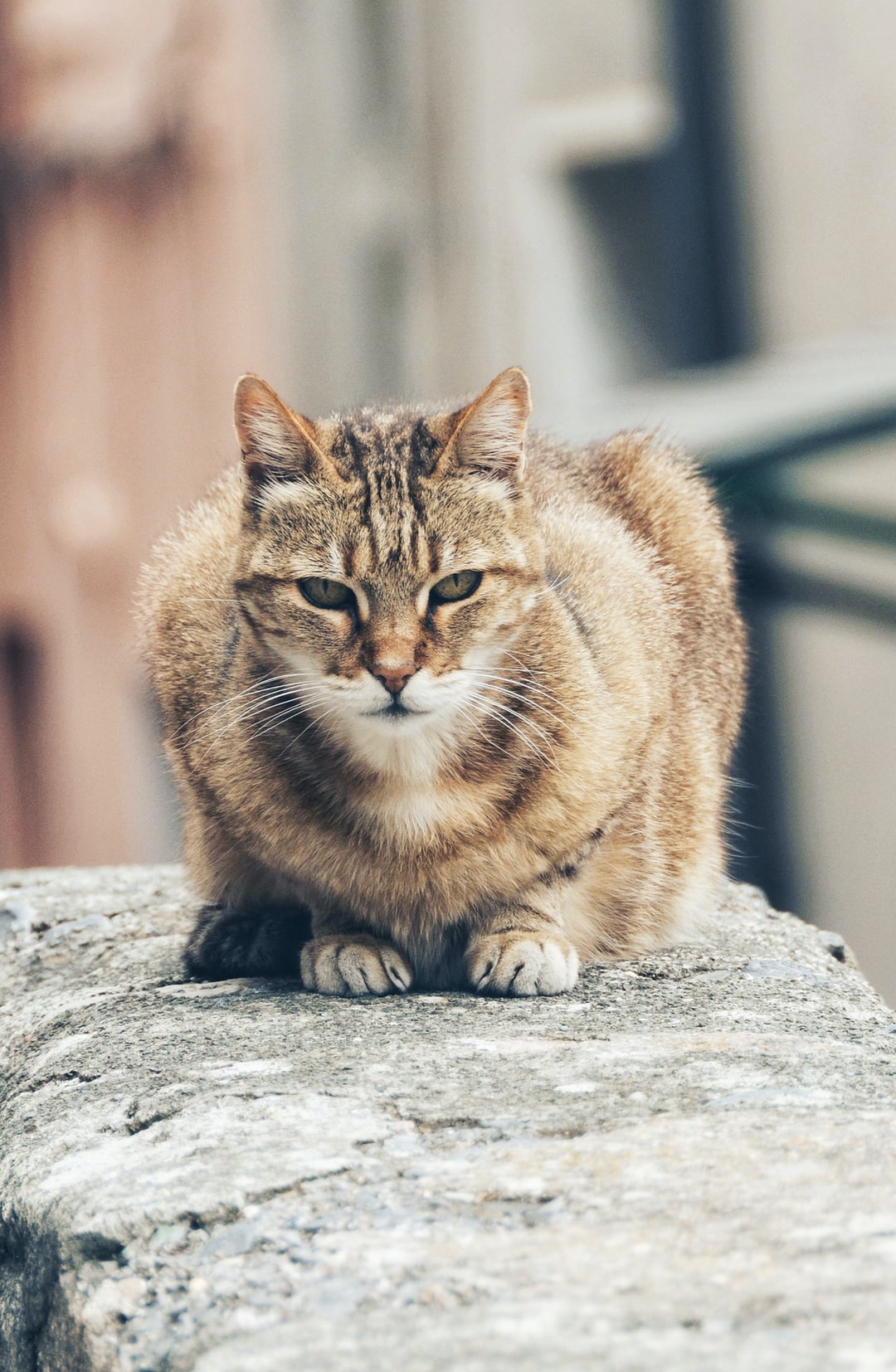 黑猫取什么名字最好听