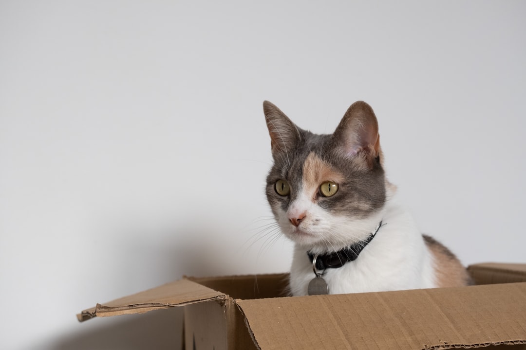 猫咪最火逗比名字