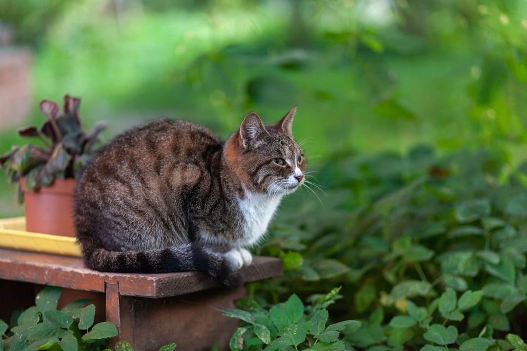 可爱的猫咪名字100个起名知识