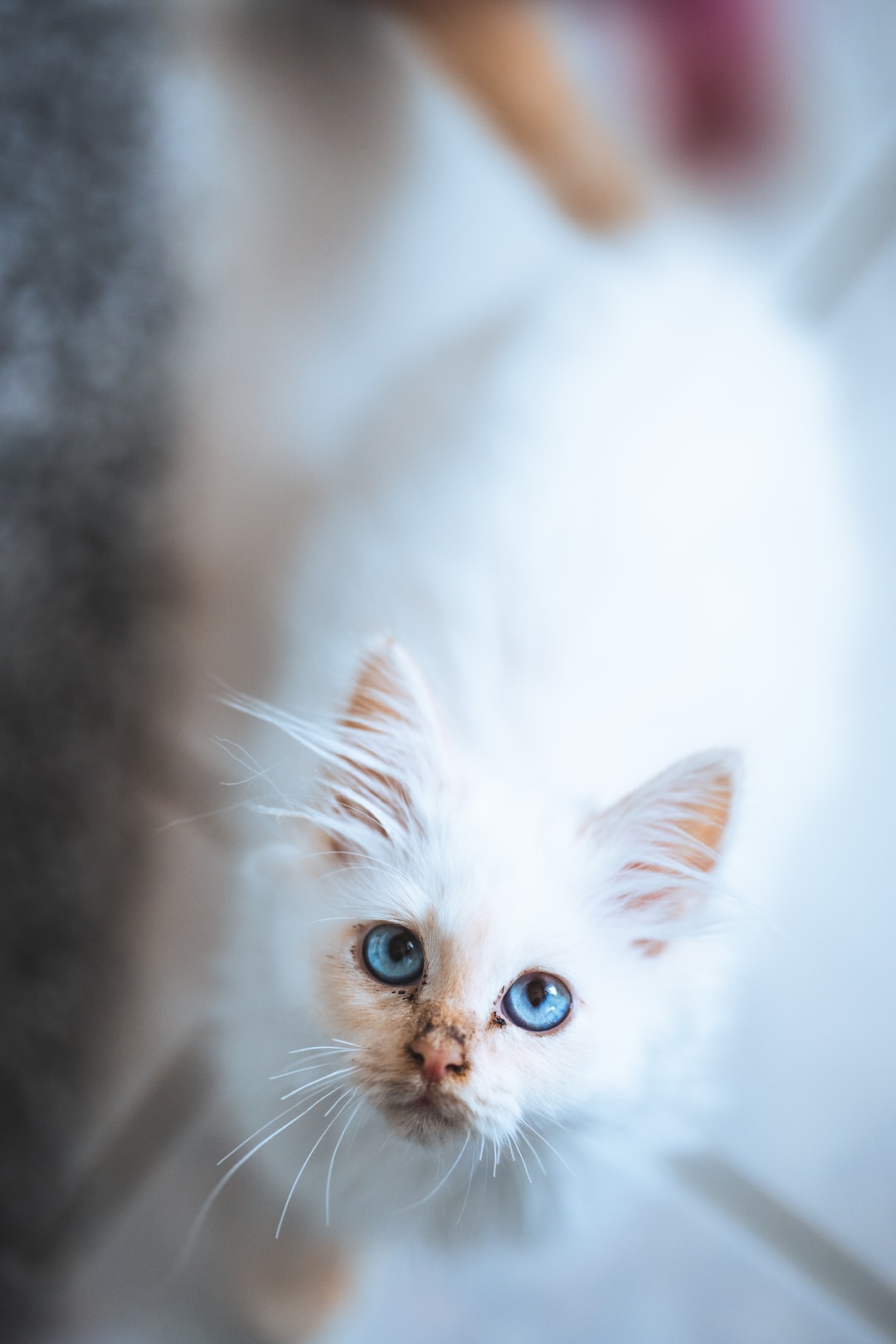 猫咪名字奇葩搞笑