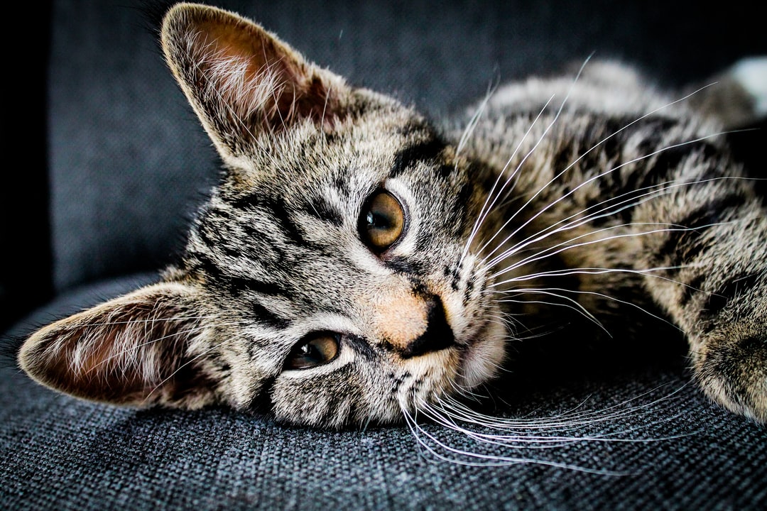 猫取名字带好运的意思
