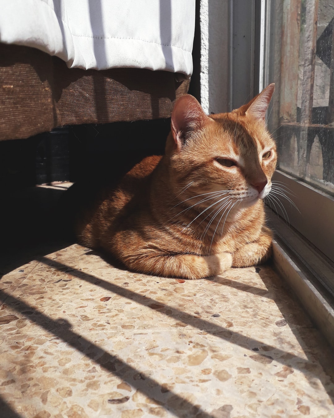 接地气的猫名字