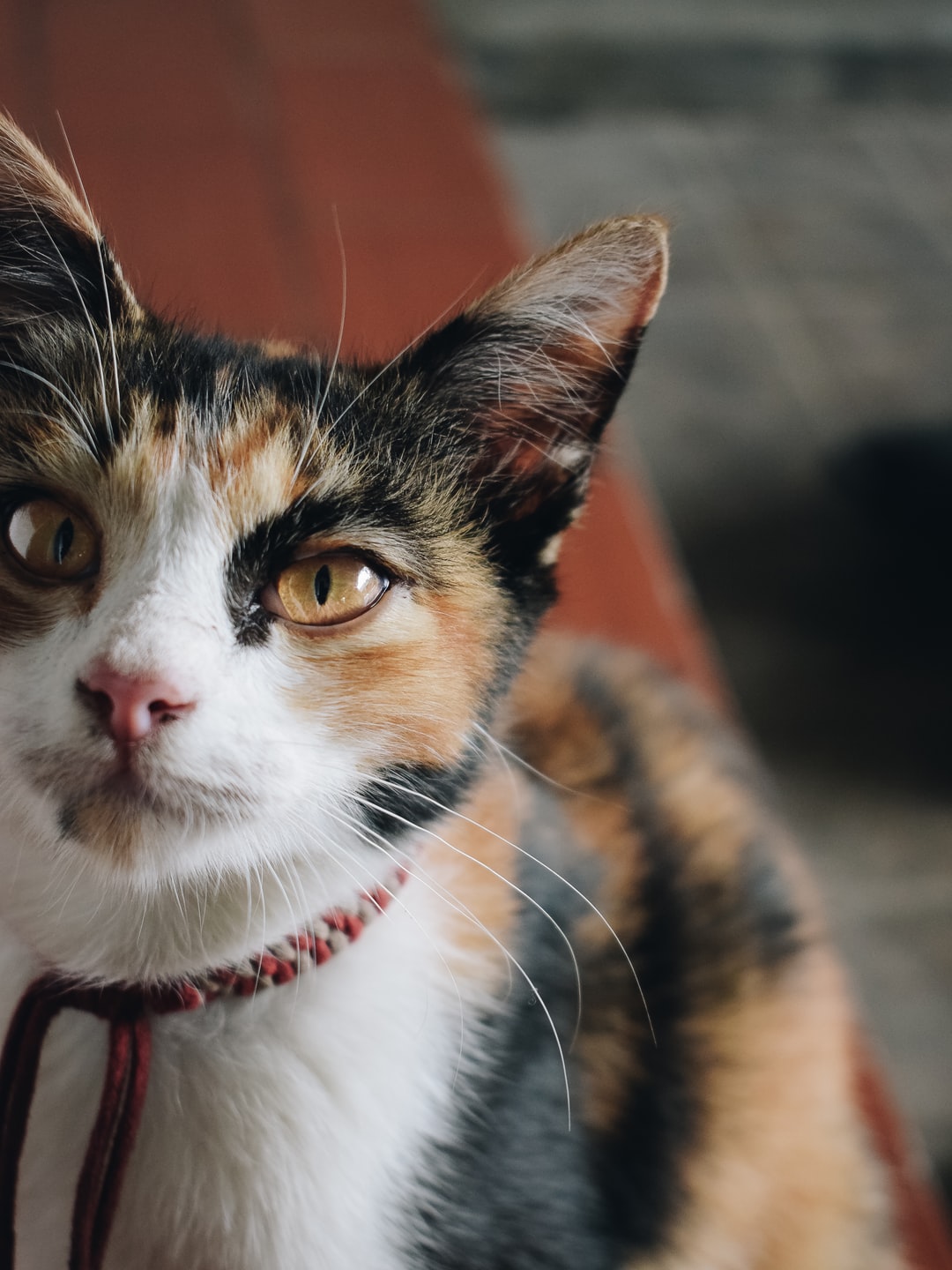 霸气好听的猫咪名字
