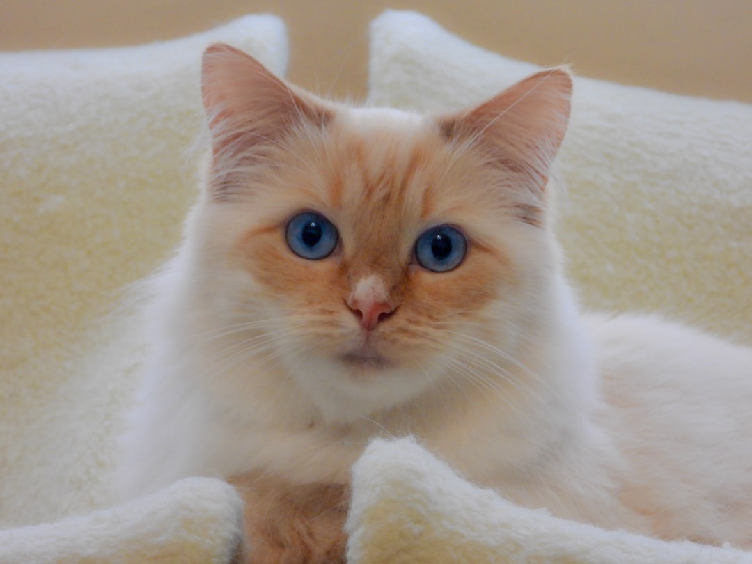 如何给猫咪起名字有创意？