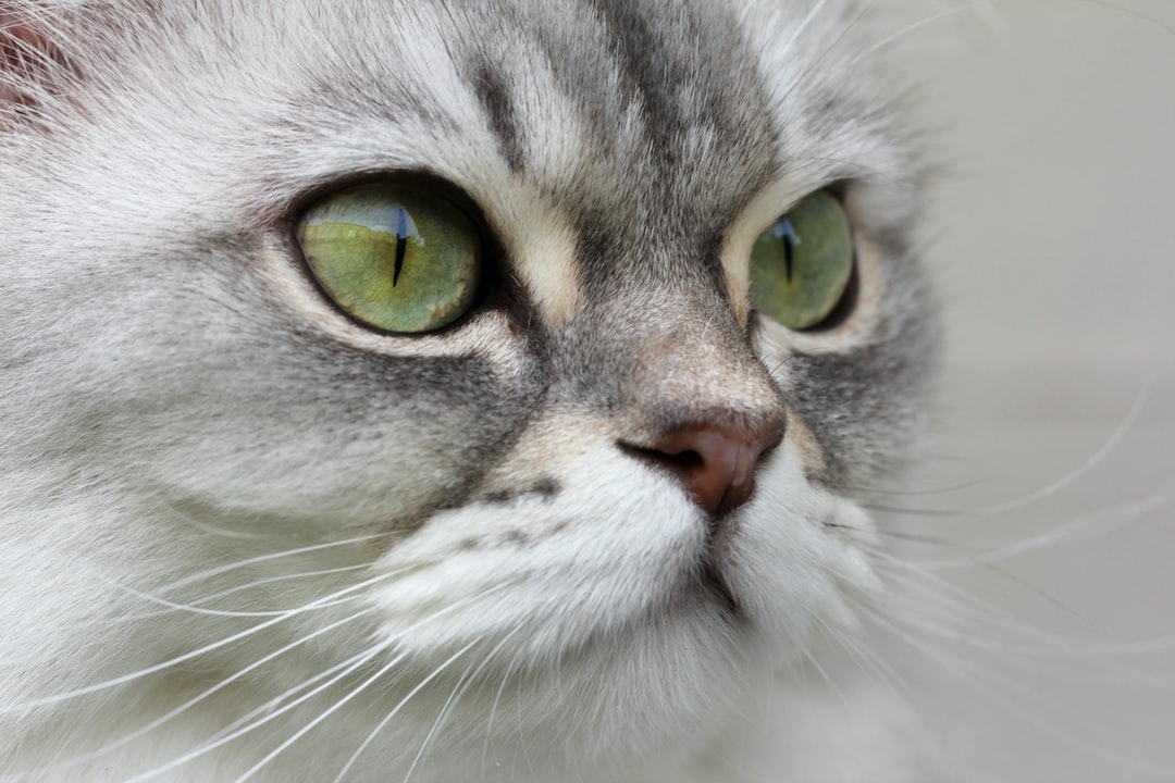 男猫咪霸气的名字