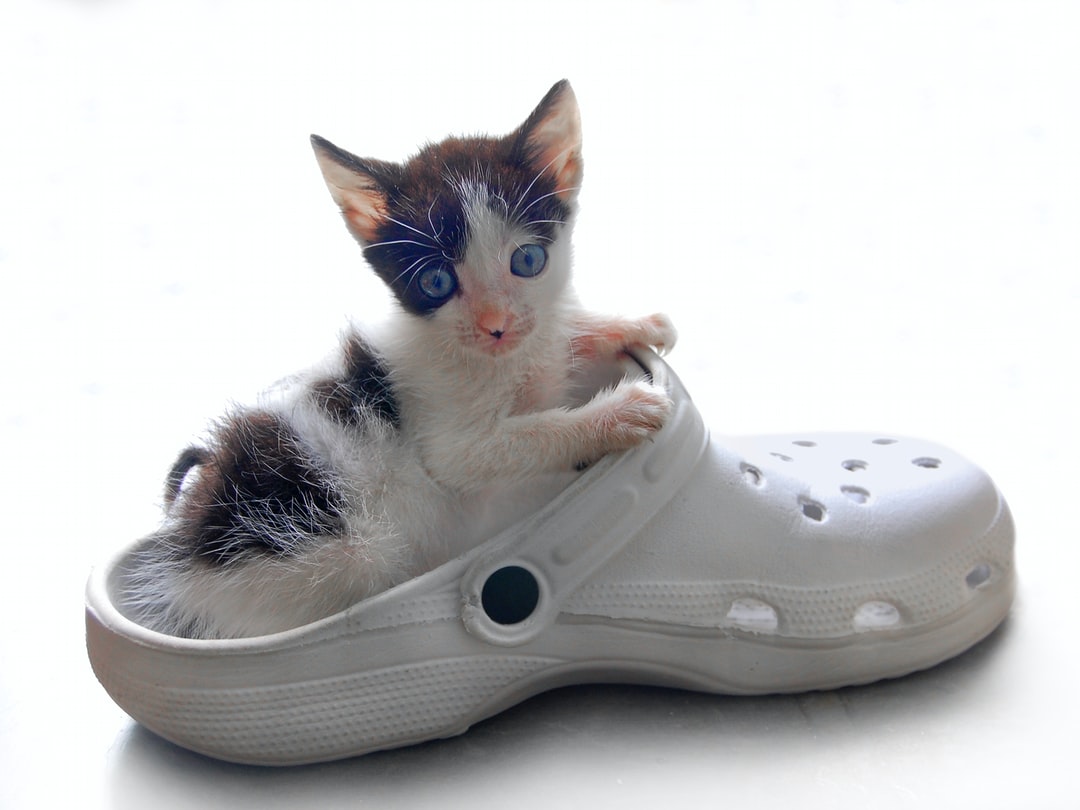 斯芬克斯猫名字