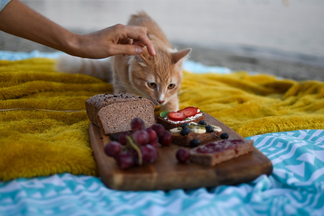 猫的品种大全带名字前10名猫咪