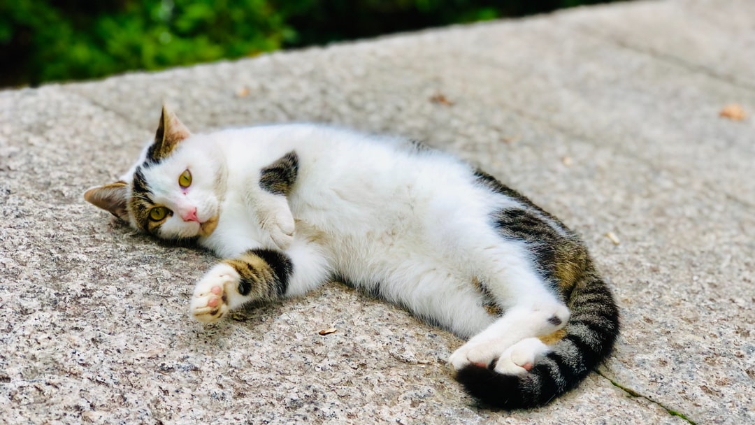 猫咪可爱名字大全公猫