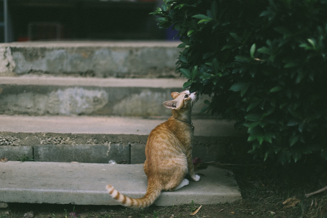 如何给猫咪起萌萌哒的名字，萌萌哒的名字很不错