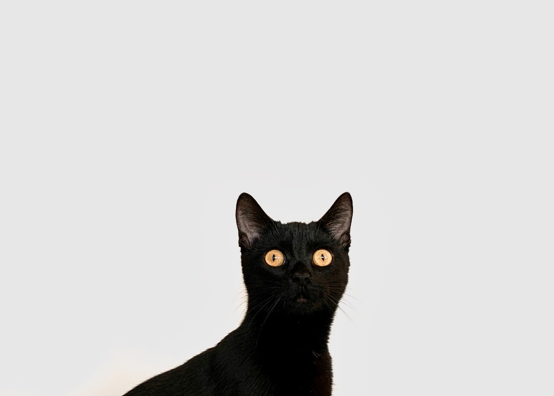 高贵洋气的猫咪名字
