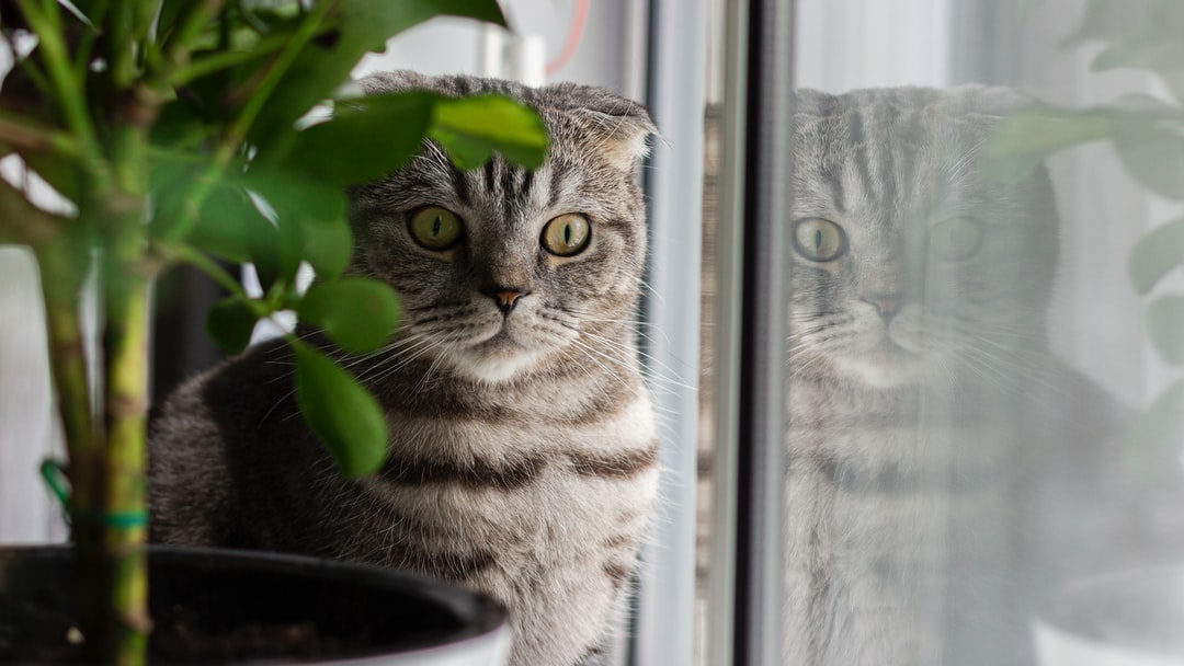 搞笑的猫咪名字100个
