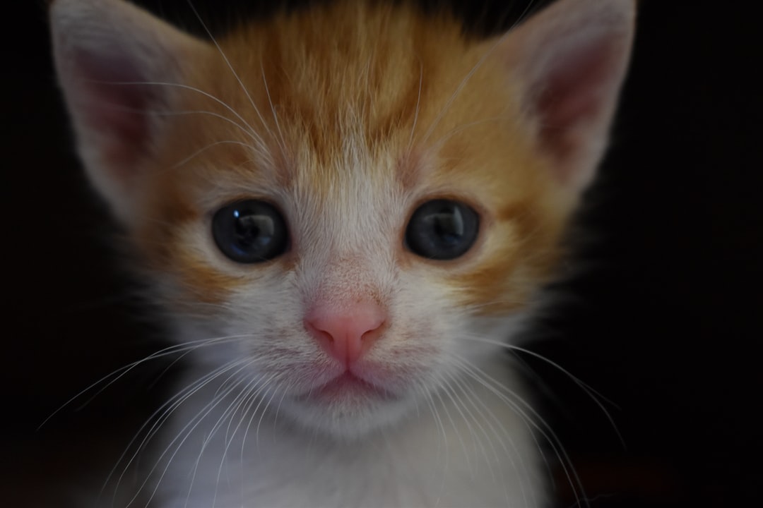 比较萌的猫名字大全