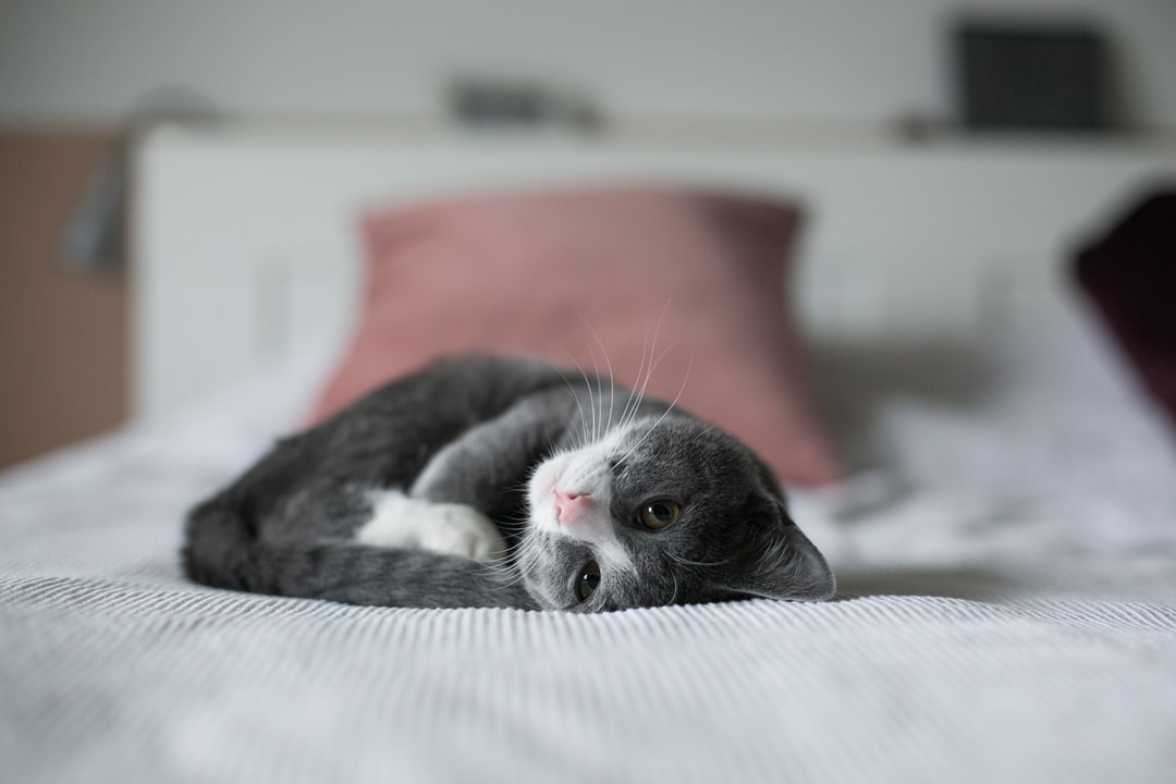 宠物名字大全萌猫咪