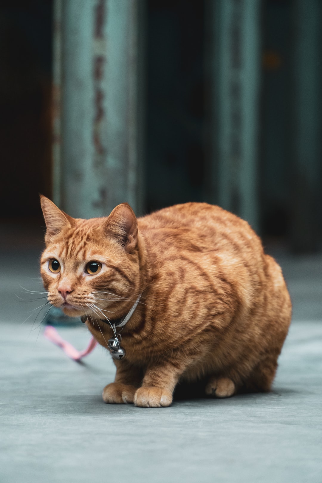 猫咪大气可爱名字