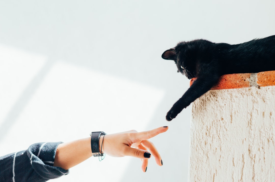 小蓝猫好听的名字