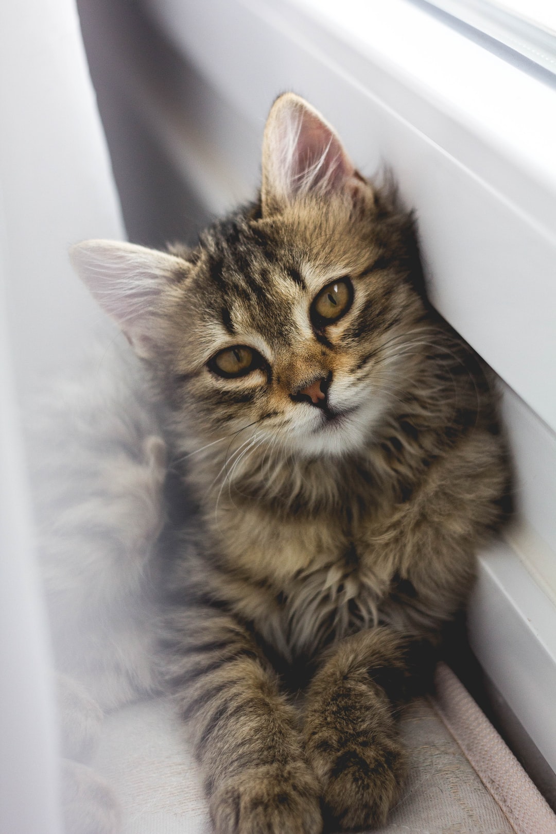好听的蓝猫公猫名字有哪些？