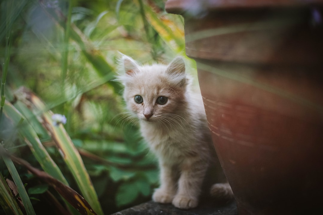 奶牛猫名字大全，奶牛猫名字推荐