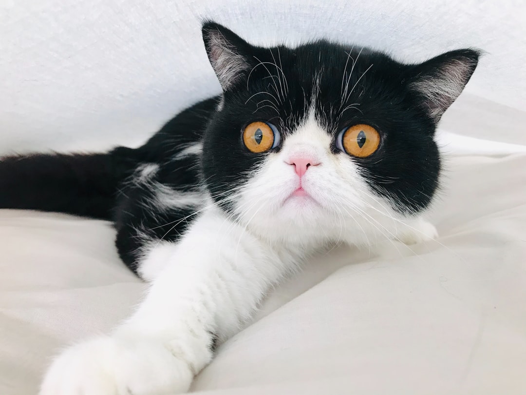 折耳猫名字可爱洋气