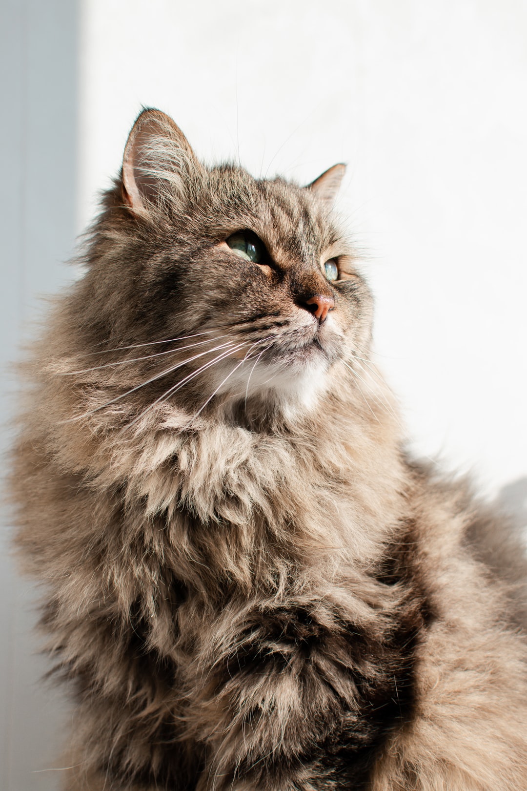 猫咪起名字大全可爱的母