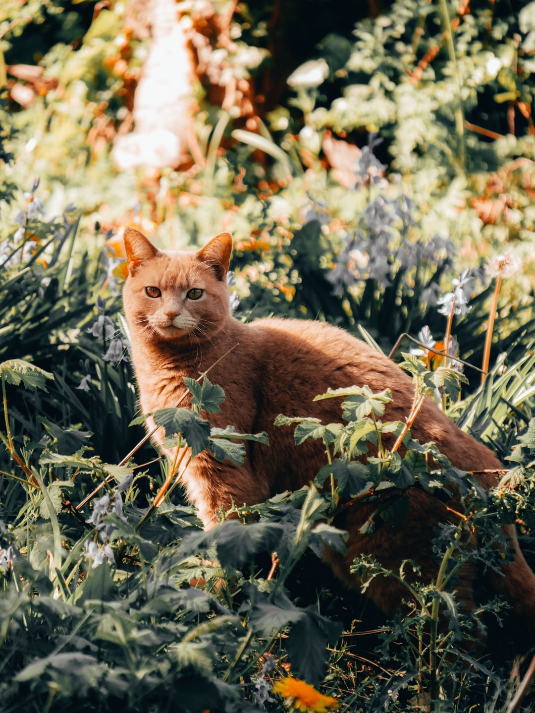 猫起名字寓意发财的