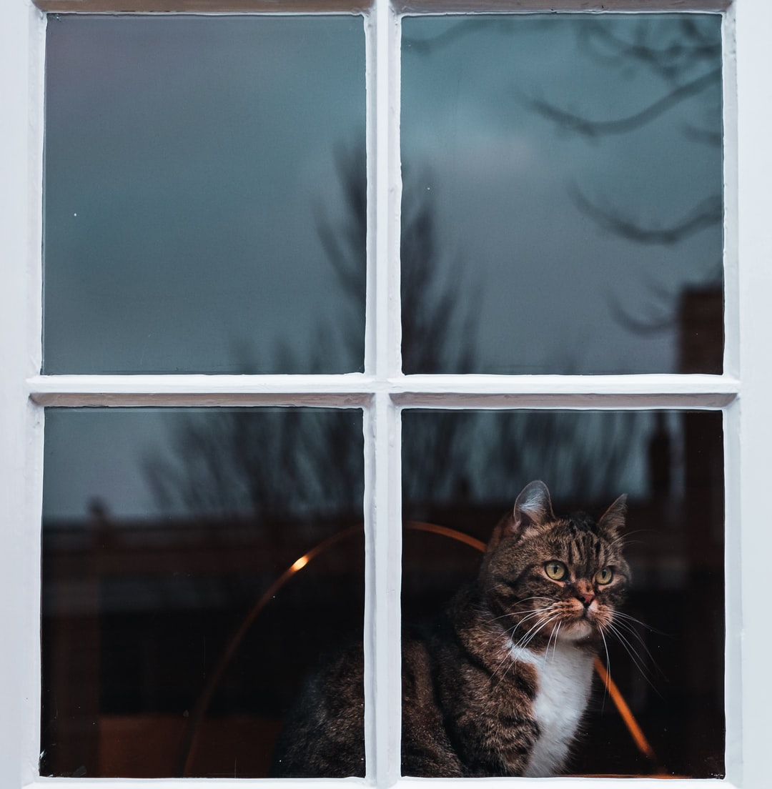 猫时髦好听的英文名字，你知道几个？