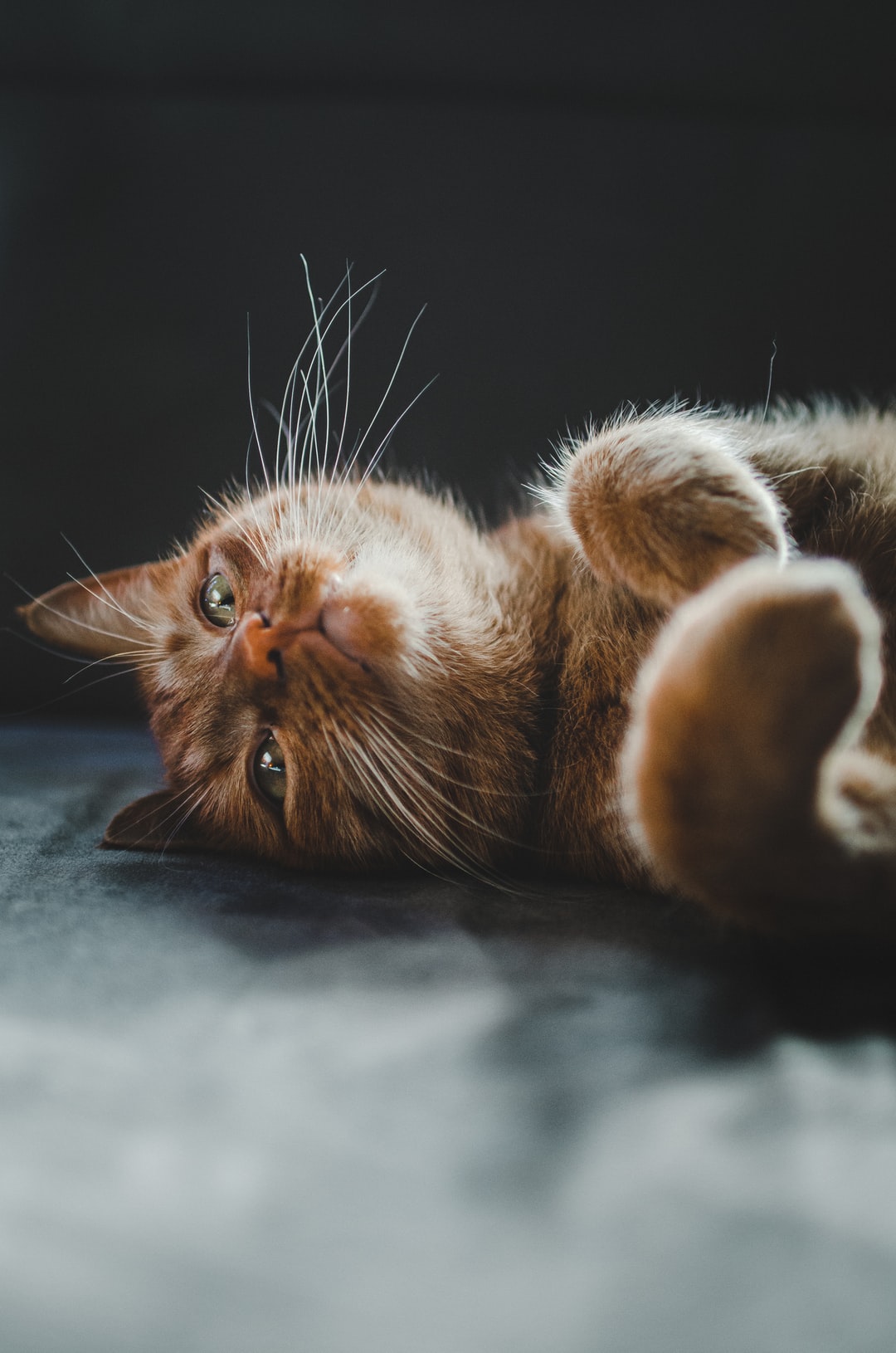 怎么给小母猫起个好听的名字？