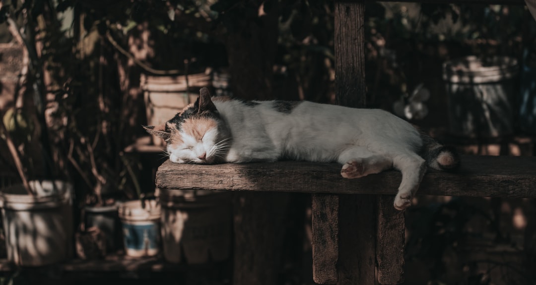 黑猫取什么名字最好听