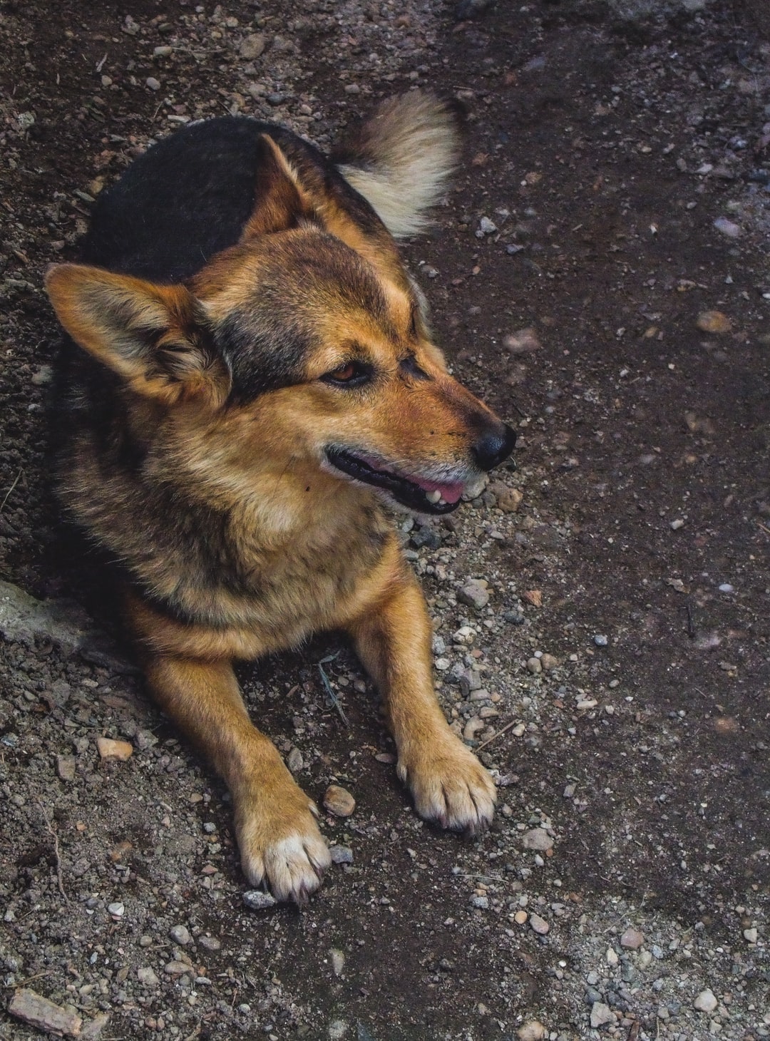 马犬狗狗名字大全霸气的马犬狗狗名字大全