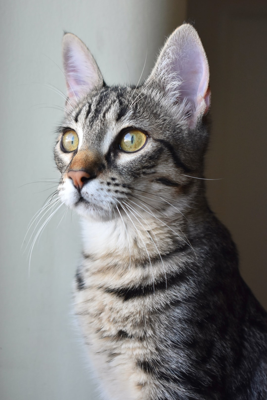 猫咪起名字大全可爱的猫咪名字窍门